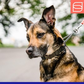 Herm. Sprenger NeckTech Sport Prong Dog Training Collar with Quick Release Snap and Swivel, Anti Pull Training Pinch Collar, Stainless Steel Black Matte (23" Neck Size; 24-25" Chain Length)