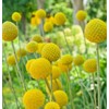 GardeningTreasures 25 Craspedia Drumstick seeds
