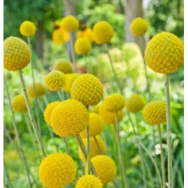 GardeningTreasures 25 Craspedia Drumstick seeds