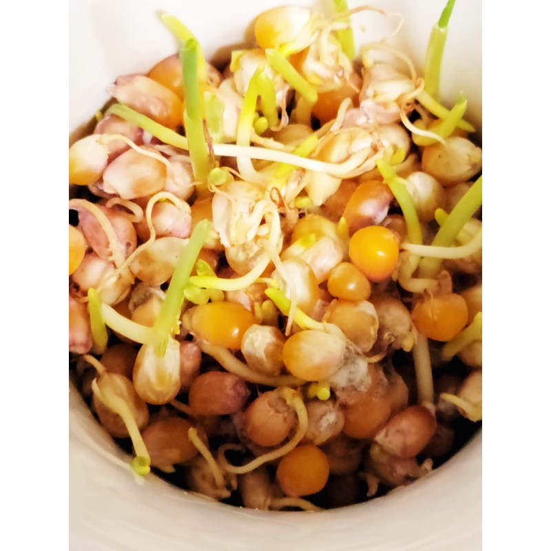 Organic Popcorn Kernels unpopped Non-GMO, Vegan Bulk Raw (5 lb)