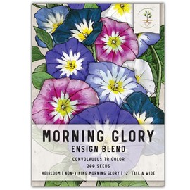 Seed Needs, Mixed Ensign Morning Glory Seeds - 200 Heirloom Seeds for Planting Convolvulus Tricolor - Annual Dwarf Bush Variety, Non-Vining (Small Pack)