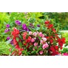 KIRA SEEDS - Seeds Garden Balsam Mix - Impatiens balsamina
