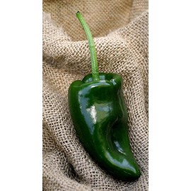 Poblano Ancho Chile Mexico Heirloom Pepper Premium Seed Packet + More