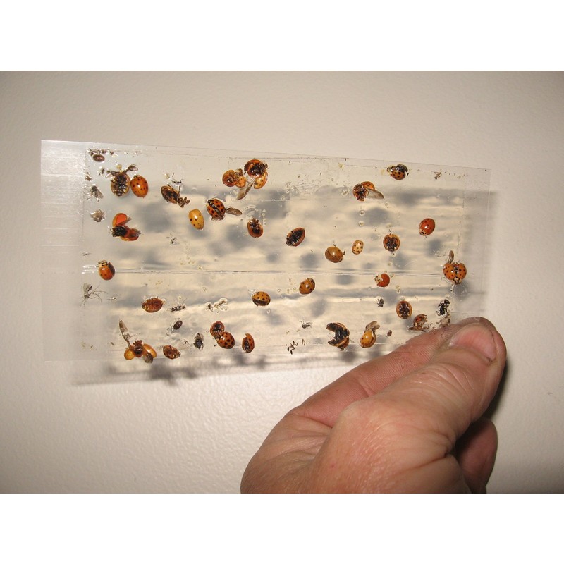 TredNot 10 Pk Camel Cricket/Roach/Scorpion Sticky Traps