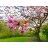 No Brand Set of 2 Kwanzan Japanese Cherry Tree -