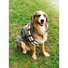 ComfyCamper Peludo Star Warrior - Disfraz de perro con cinturón