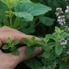 Organic Common Italian Oregano Seeds - USDA Organic, Non-GMO, Open