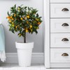 Gardenera's Expert Kumquat Soil Mix - 2 QT - Quick