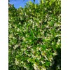 Nelson - Trees, Shrubs, & Evergreens Plant Food for In-Ground,