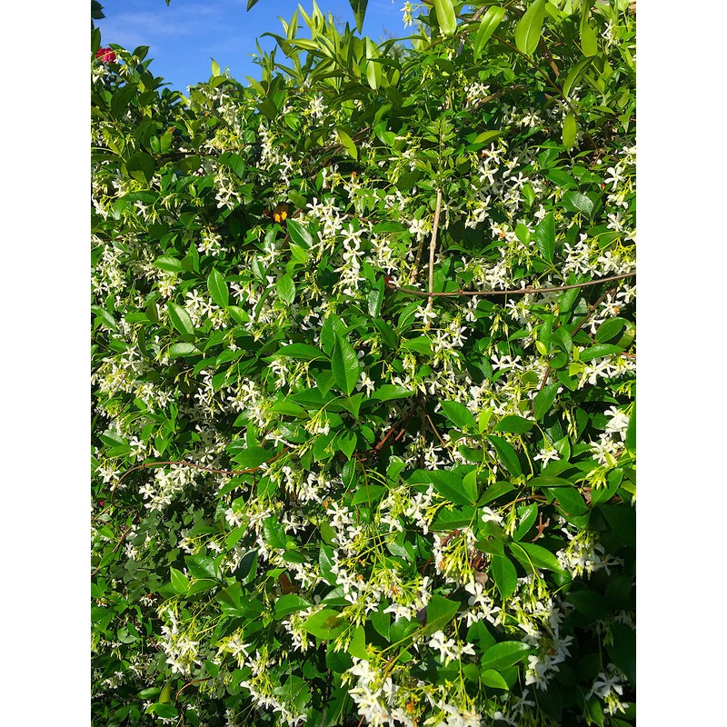 Nelson - Trees, Shrubs, & Evergreens Plant Food for In-Ground,