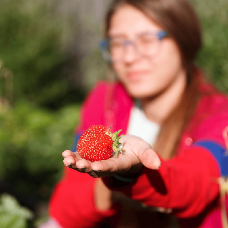 Seascape Strawberry Plants - Great for Planters - Day Neutral