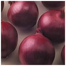 Onion Red Zepplin Hybrid Great Vegetable 200 Seeds
