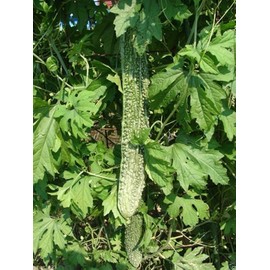 Bitter Gourd Seeds,Japanese Long (Asian vegetable) Harvested young at 10-13" !(25 Seeds)