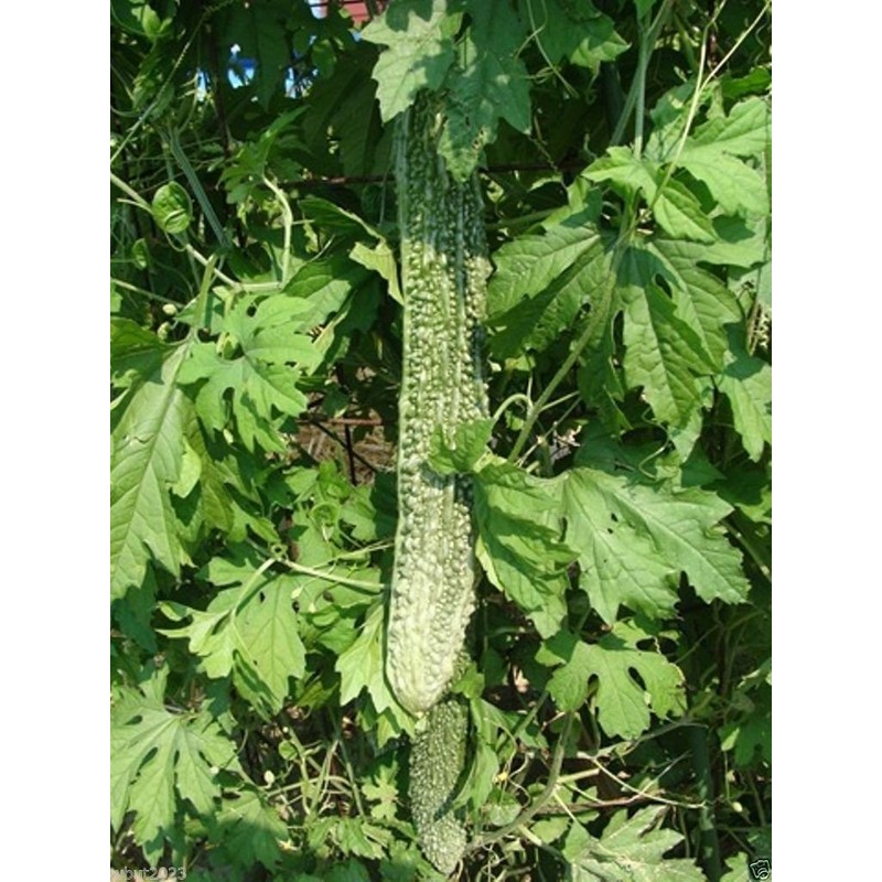 Bitter Gourd Seeds,Japanese Long (Asian vegetable) Harvested young at 10-13"