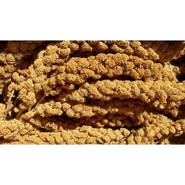 California Golden Spray Millet for Birds - Premium Spray Millet