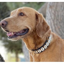 Handmade Seashell Dog Collar, Cool dog collar Cute Pet collar Awesome pet necklace Fun Dog stuff Designer dog fashion Nautical dog collar