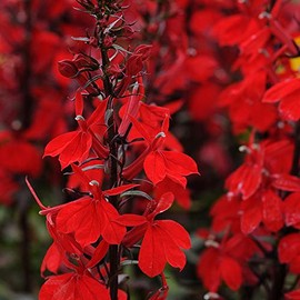 Park Seed Lobelia Flower Plant Seeds, Easy to Grow, Perfect for Spring Garden, Starship Scarlet, Pack of 20