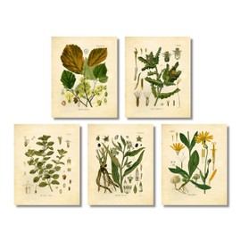 Ink Inc. Botanical Prints Vintage Wall Art Medicinal Therapeutic Herbalism Herb – Set of 5 – Arnica, Comfrey, Horehound, Thistle, Witch Hazel – 8x10 Matte Unframed