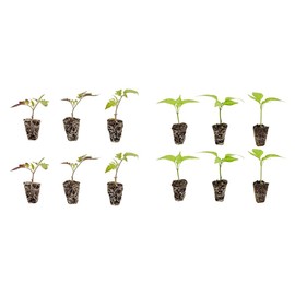 Bonnie Plants Bonnie Original Tomato Live Vegetable Plants - 4 Pack, Disease Resistant, 6 - 8 Oz. Fruit Size, Great for Slicing