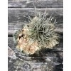 Mother Nature 25 Bulk Ball Clusters Of Tillandsia Recurvata, Air