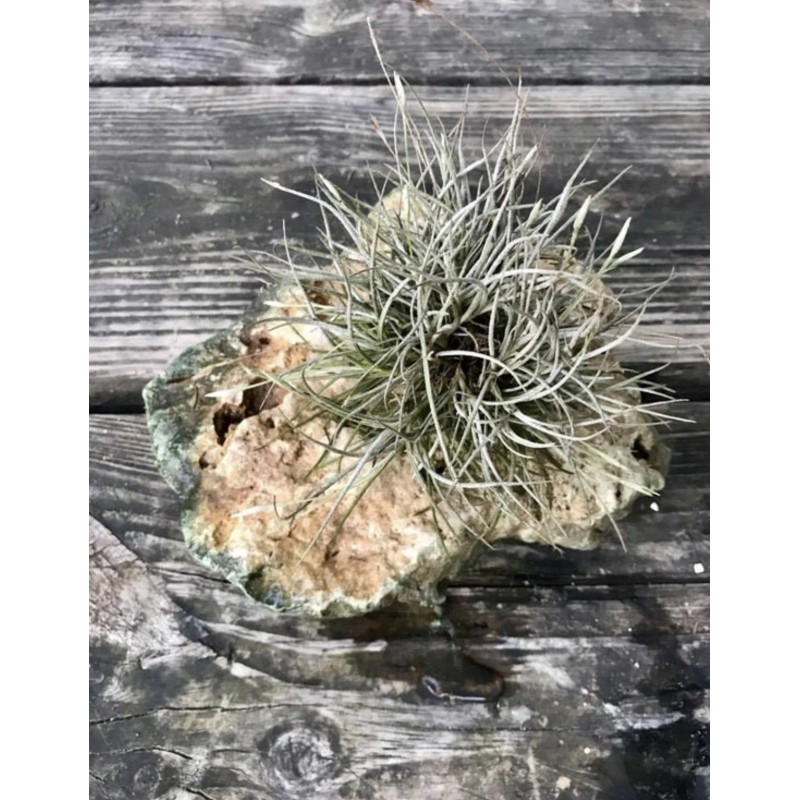 Mother Nature 25 Bulk Ball Clusters Of Tillandsia Recurvata, Air