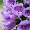 Feral Curiousity Seeds 1g 12k Foxglove seeds Pink/Purple White Organic