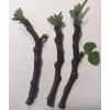 Hardy Chicago Organic Fig Tree 3 Cuttings ---Hardy Chicago