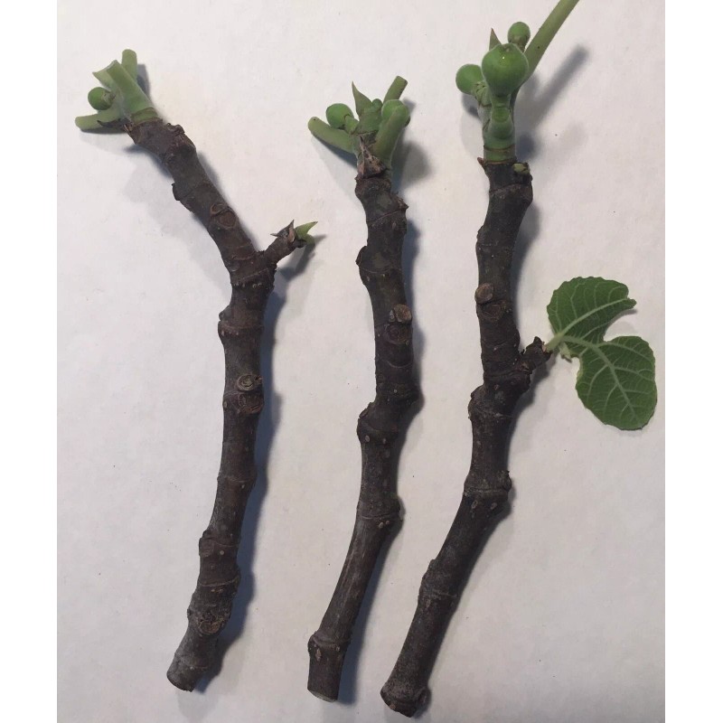 Hardy Chicago Organic Fig Tree 3 Cuttings ---Hardy Chicago