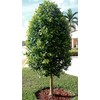 Dahoon Holly Tree | 3 Live Plants | Ilex Cassine