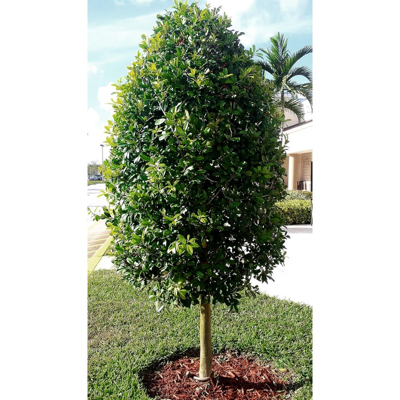 Dahoon Holly Tree | 3 Live Plants | Ilex Cassine