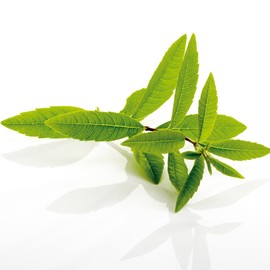 High-content Lemon Verbena Extract Complex Lemon Verbena Beverna Benefits 2 boxes / 고함량 레몬버베나 추출물 복합물 레몬 베베나 베버나 효능 2통
