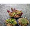 3 Different Carnivorous Plants Venus Fly Trap, Pitcher Plant, and