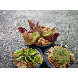 3 Different Carnivorous Plants Venus Fly Trap, Pitcher Plant, and Sundew Set