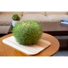 Kikkerland Green Orb Terracotta Planter-Home Accessory, Brown, One Size