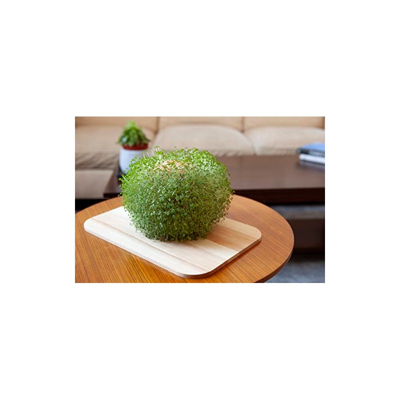 Kikkerland Green Orb Terracotta Planter-Home Accessory, Brown, One Size