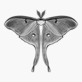 Luna Moth Vinyl Window Bumper Sticker Decal 5"