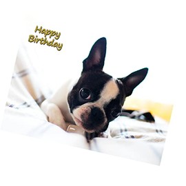 Boston Terrier Dog Birthday Greeting Card