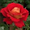Own-Root One Gallon Ketchup & Mustard Floribunda Rose by Heirloom
