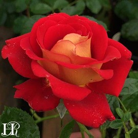 Own-Root One Gallon Ketchup & Mustard Floribunda Rose by Heirloom Roses