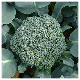 Everwilde Farms - 1 Lb De Cicco Broccoli Seeds - Gold Vault