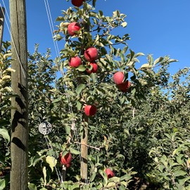 Organic Wood Chew Sticks for Small Animals - 300g USA-Sourced Natural Pear and Apple Treats for Chinchillas, Guinea Pigs, Rabbits, and Parrots