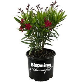 Hardy Red Oleander – 3 gal - Red Flowers on a Large Evergreen Shrub with a Tropical Appeal – Zones 8-10 - Nerium Oleander - 3 Gallon Pot