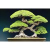 Japanese Pine Bonsai Tree Seeds for Planting (30 Seeds)