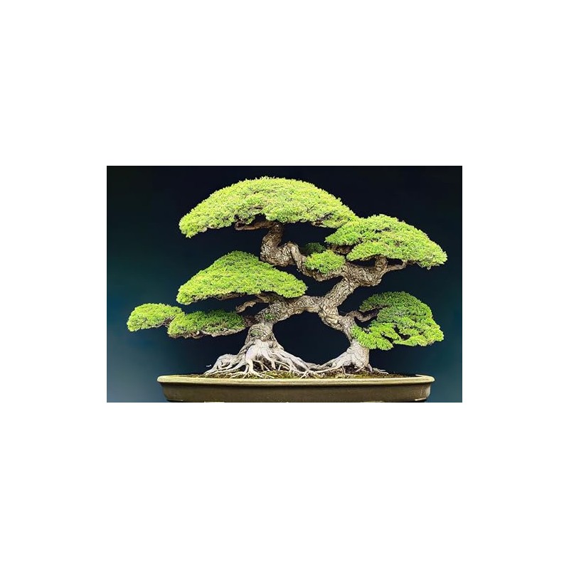 Japanese Pine Bonsai Tree Seeds for Planting (30 Seeds)
