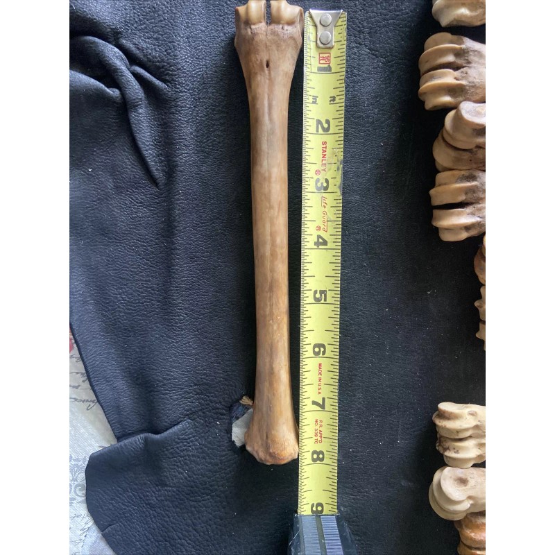 Unbranded 1 Antelope leg bone , Real Bone, Natural, ONE
