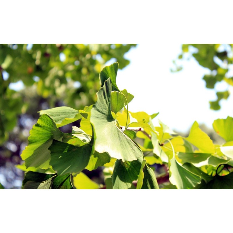 EXCTRIC GINKO E023 500 mg x 90 capsules