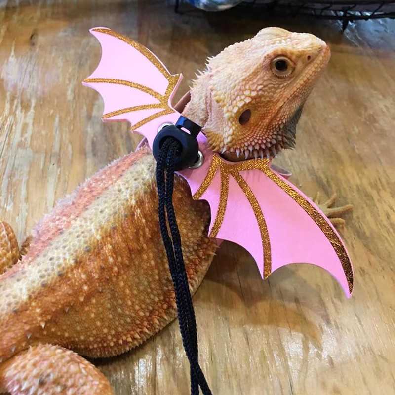 CoguZed Bearded Dragon Leash and Harness Set, Adjustable Lizard Harness