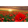 Corn Poppy 100 Seeds Brilliant RED Flower, Beautiful RED Blooms