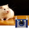 GLADFRESIT Guinea Pig Bed Pet Tent Cave House Hideout for
