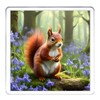 Red Squirrel Coaster Set. 4 different Squirrel Pictures on 10cm
